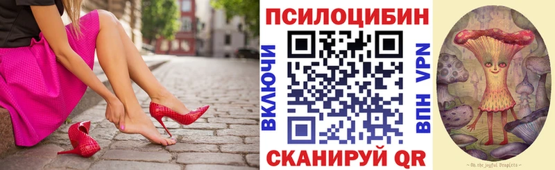 купить наркотик  Щигры  Галлюциногенные грибы Psilocybe 